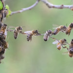Bees Bridge Trust Cooperation Gap Teamwork Business Swarm