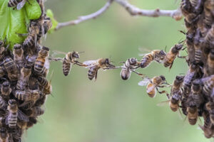 Bees Bridge Trust Cooperation Gap Teamwork Business Swarm